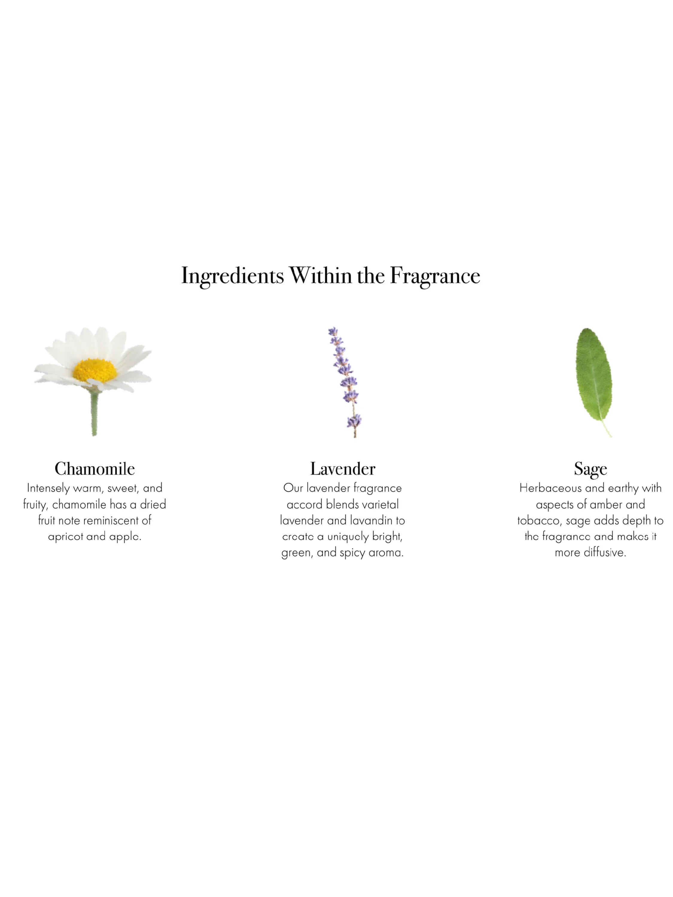 White chamomile with yellow center, purple lavender sprig, green sage leaf illustrating fragrance ingredients.