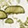 GRI: Smooth, rounded, pale olive green splotches on a light cream background.