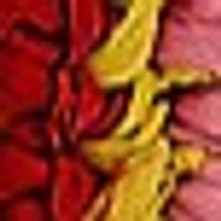 Glossy, textured mosaic of vibrant deep red, golden yellow, and pink petal-like shapes.