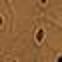 Warm oak brown with dark, irregular spots and a subtle, porous texture.