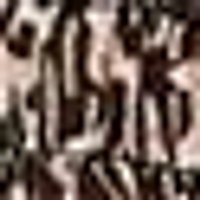 NUM: Mottled pattern of dark brown and cream organic shapes, suggesting a natural texture.