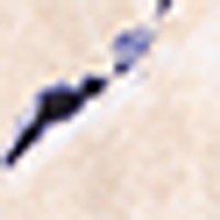 Light beige with a smooth background and a dark, inky blue-purple blotch featuring ragged, feathe...