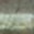 Muted olive-green and brownish-gray, with a pale horizontal stripe. Soft, mottled texture.