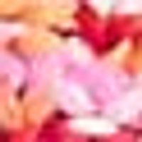 Soft, diffused blend of vivid pinks, reds, and oranges with hints of peach.